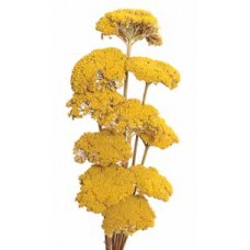 YARROW Natural 22"  (BULK)-